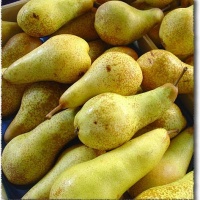 Abate Pears