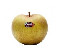 Renetta Apple logo