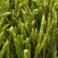 Wild Asparagus