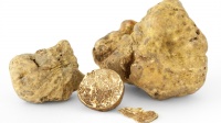 White Truffle logo