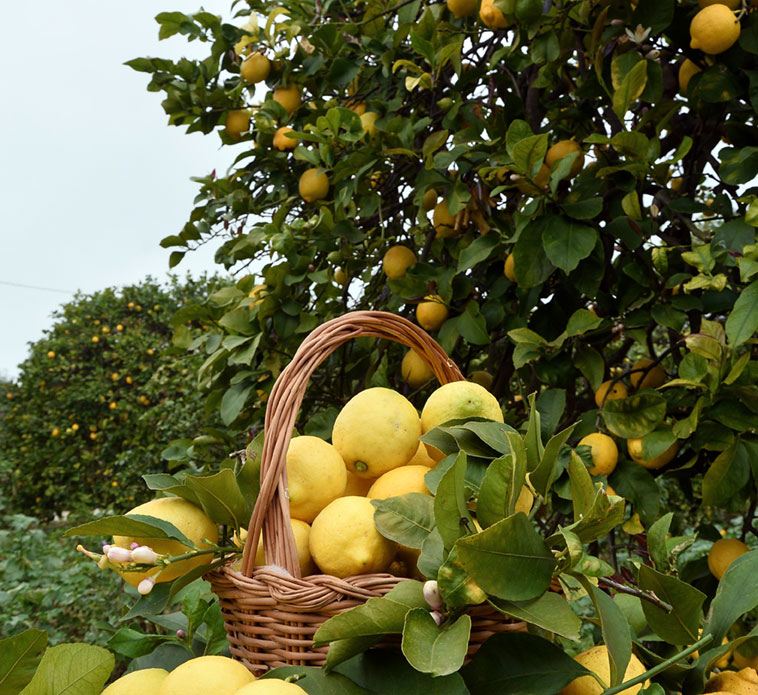 Lemons from Sicily To Hong Kong - Limoni Siciliani 