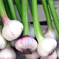 Fresh Garlic logo