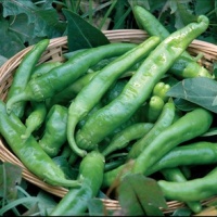 Mild Green Peppers