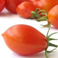 Vesuvio Neopolitan Tomato
