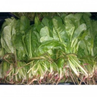 Italian Chard with Roots