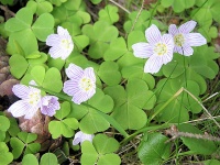 Wood Sorrel Seasonal logo