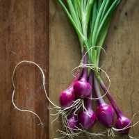 Tropea Fresh Baby Onions