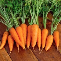 Tufted Carrots
