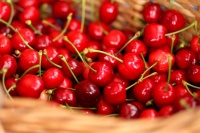 Cherries logo