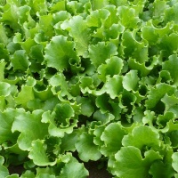 Selected Super Fine Salad