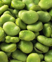 Broad Beans (Fava Beans) logo