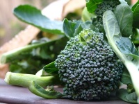 Sicilian Broccoli logo