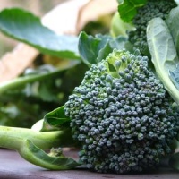Sicilian Broccoli
